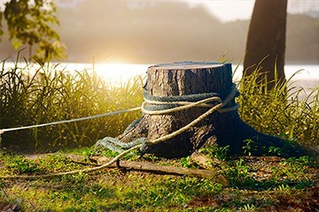 Tree Removal Listing