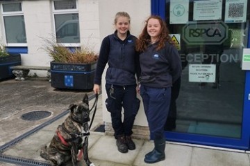 katie-sisson-left-and-emily-nutter-right-with-storm-an-akita-x-german-shepherd-at-the-rspca-lancashire-east-branch-in-altham.jpg