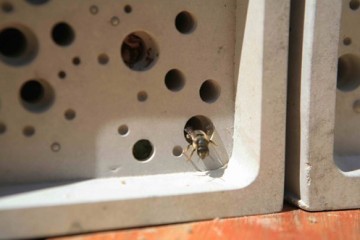 bee-emerging-from-bee-brick-22.jpg