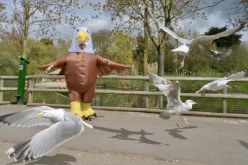 Blackpool Zoo Eagle - credit Dave Nelson.jpg.jpg