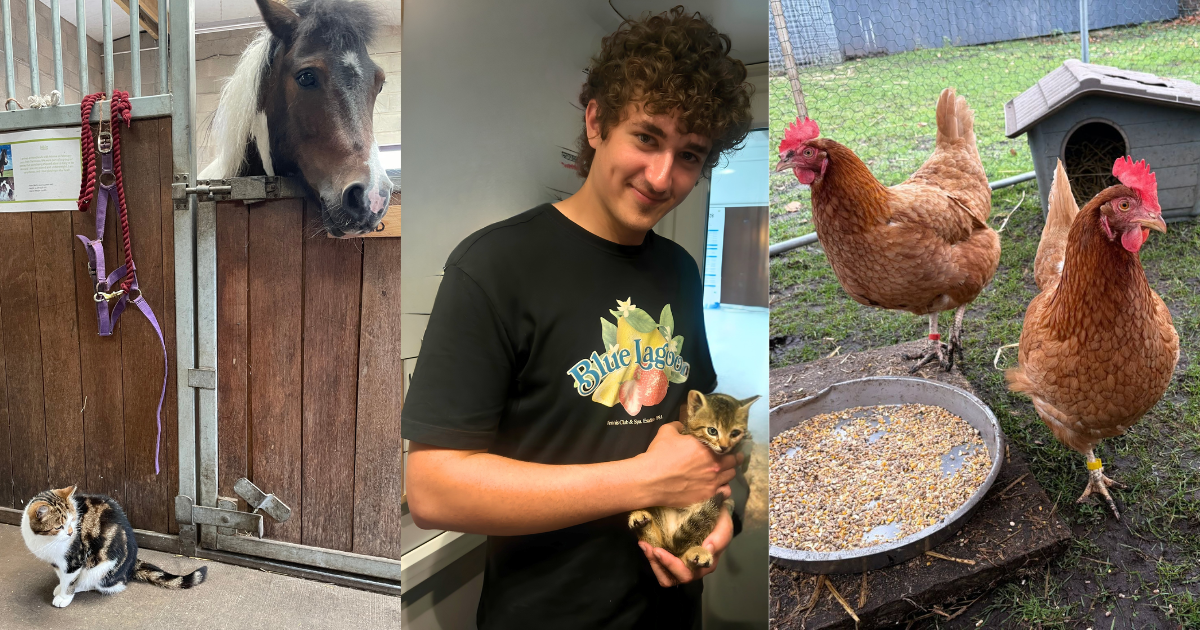 James Mason had the opportunity to hold a kitten, clean out the barn and build a swing for the chickens at Woodlands.png.png