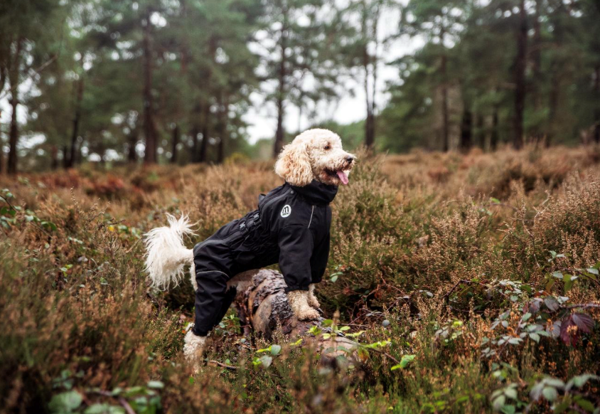 Dog in Mikki jacket