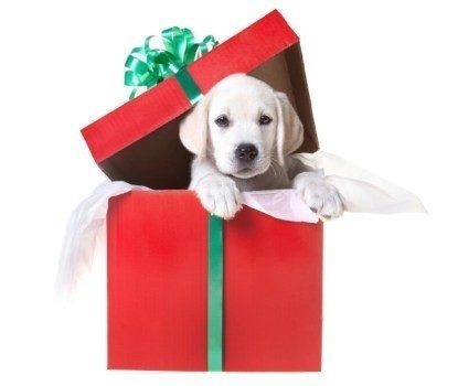 Christmas dog
