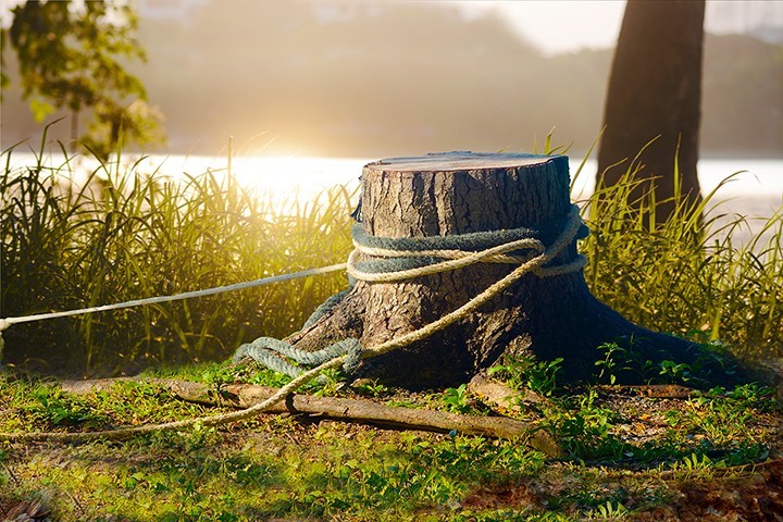 Tree Removal Desktop