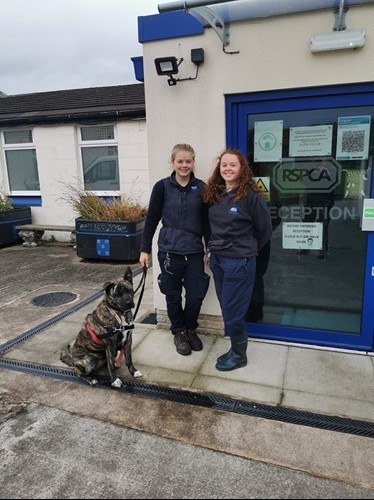 katie-sisson-left-and-emily-nutter-right-with-storm-an-akita-x-german-shepherd-at-the-rspca-lancashire-east-branch-in-altham.jpg