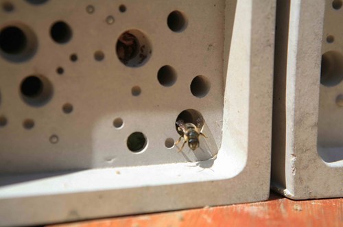 bee-emerging-from-bee-brick-22.jpg