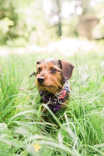 chewie_lovelldog_002.jpg