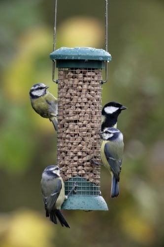 rspb-big-garden-birdwatch-333x500.jpg