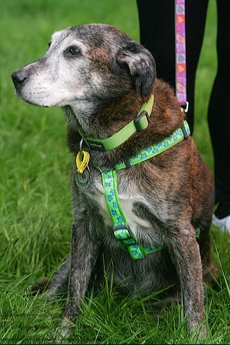 webbox-natural-supports-fundraising-event-for-abandoned-and-stray-dogs.jpg