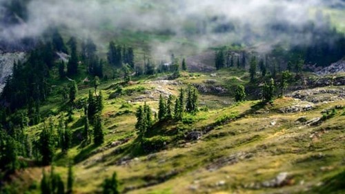 planet-forest.jpg