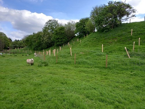 press-release-hole-house-woodland-trust-ribble-rivers-trust-17052022.jpg