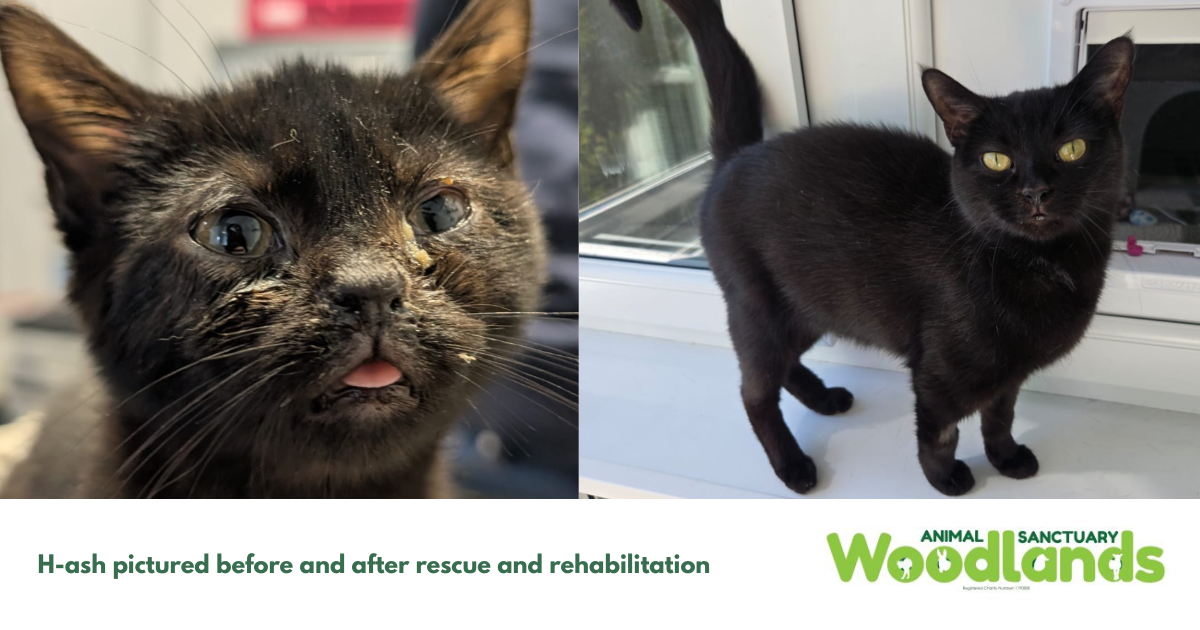 H-ash pictured before and after rescue and rehabilitation.png.png